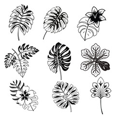  The premium Set of black silhouettes of flower leaf vector set
