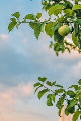 Close-up of a single ripening green apple with red spot hanging from a branch with green leaves, set against a blurred blue sky and faint clouds with pinkish tint in the background.  