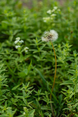 Dandelion with a fluffy seed head on a long stem surrounded by green foliage, set against a blurred natural background. Outdoor nature scene.

