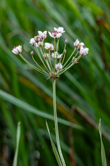 Umbrella inflorescence of purple-white flowers close-up on a green blurred background.
