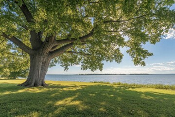 Fototapeta premium Large green tree casts shade over tranquil lake during bright sunny day