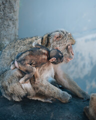 Playful Baby Monkey on the Rock of Gibraltar