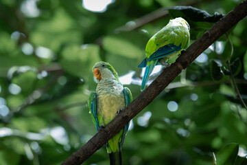 Two Vibrant Parrots Perched in Malaga, Spain