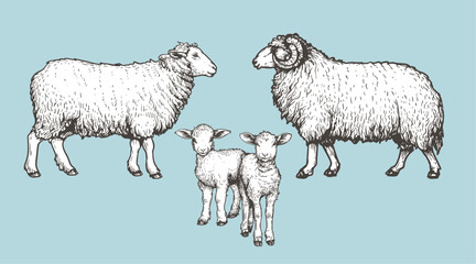 Domestic animals set. Sheep, ram and lambs. Hand drawn sketch vintage style. Vector illustrations.