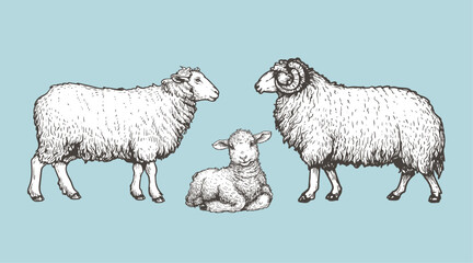 Domestic animals set. Sheep, ram and lamb. Hand drawn sketch vintage style. Vector illustrations.