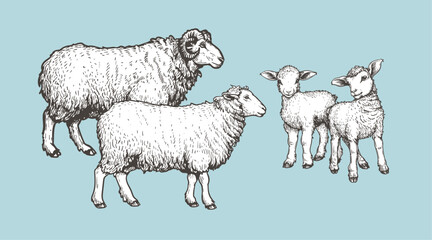 Domestic animals set. Sheep, ram and lambs. Hand drawn sketch vintage style. Vector illustrations.