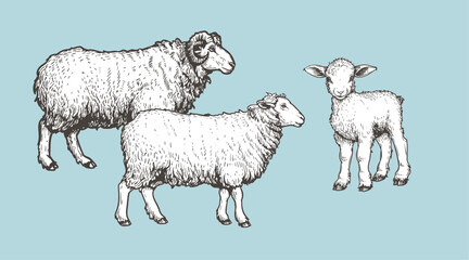 Domestic animals set. Sheep, ram and lamb. Hand drawn sketch vintage style. Vector illustrations.