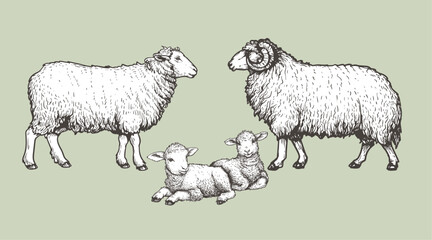 Domestic animals set. Sheep, ram and lambs. Hand drawn sketch vintage style. Vector illustrations.