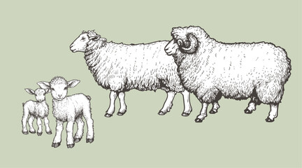 Domestic animals set. Sheep, ram and lambs. Hand drawn sketch vintage style. Vector illustrations.