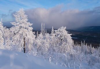 Winter snow-covered trees in the Ural mountains