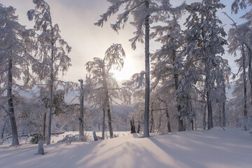 Winter snow-covered trees in the Ural mountains
