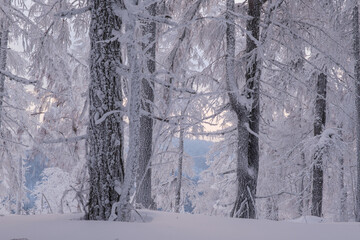 Fototapeta premium Winter snow-covered trees in the Ural mountains