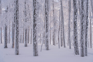 Winter snow-covered trees in the Ural mountains