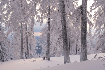 Winter snow-covered trees in the Ural mountains