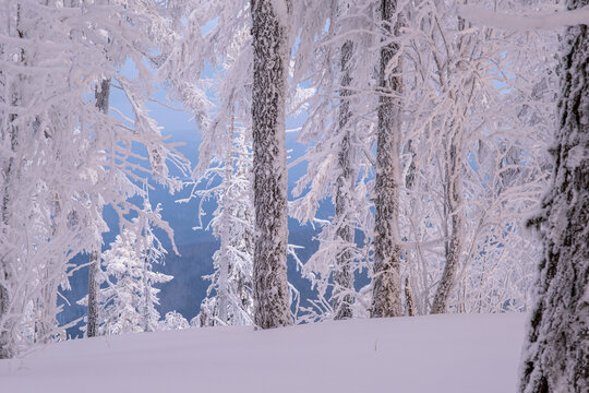 Winter snow-covered trees in the Ural mountains