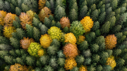 Fototapeta premium Aerial view of vibrant autumn forest with colorful foliage and trees