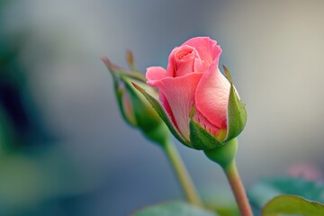 Delicate red and coral rose buds in garden setting