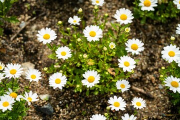 알록달록 활짝 핀 꽃