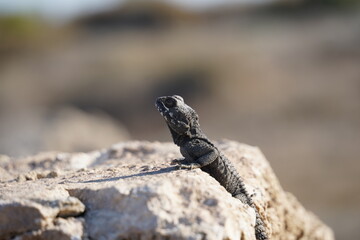 Agama lizard or hardun lizard (Stellagama stellio or Laudakia stellio stellion or Lacerta stellio)  sits on a rock and basks under the sun