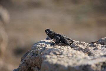 Agama lizard or hardun lizard (Stellagama stellio or Laudakia stellio stellion or Lacerta stellio)  sits on a rock and basks under the sun