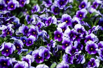 알록달록 활짝 핀 꽃