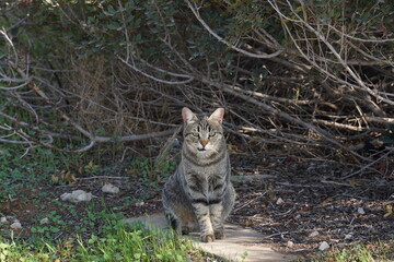 Tabby cat with broken lower jaw