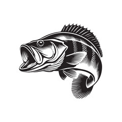 Peacock bass fish vector illustration, Sea fish different poses Design
