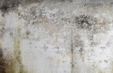 Obraz premium Green moss on cement wall