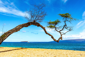 Picturesque tree
