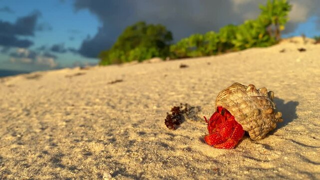 Beautiful red hermit crab on white beach of Seychelles