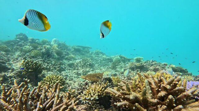 Beautiful black tip shark above thee reef in Seychelles