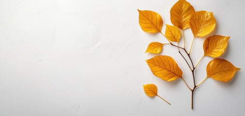 A branch with vibrant yellow leaves arranged artistically on a light background, evoking a sense of autumn and nature's beauty.
