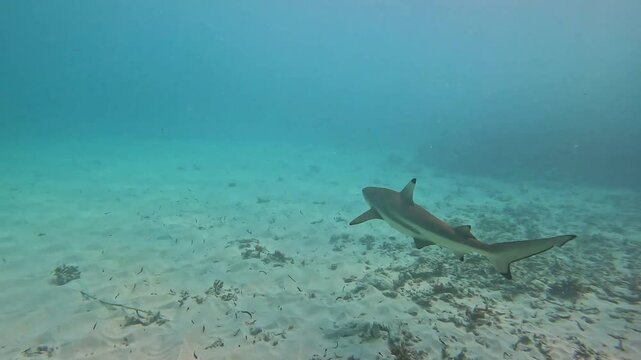 Beautiful black tip shark above thee reef in Seychelles