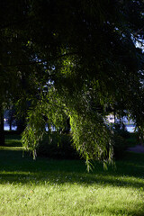 Obraz premium A breathtaking and serene green landscape is beautifully displayed beneath a majestic willow tree