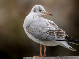 ユリカモメのアップ