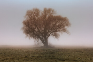tree in the mist