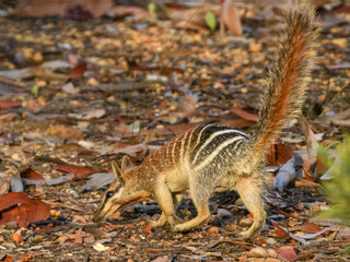 Numbat (Myrmecobius fasciatus) in Australia