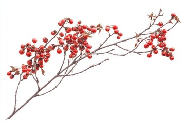 Mountain ash branch isolated on a white background