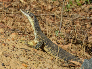 Sand Monitor or Goanna (Varanus gouldii) in Australia