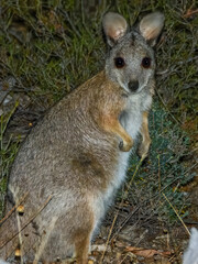 Tammar Wallaby (Notamacropus eugenii) in Australia