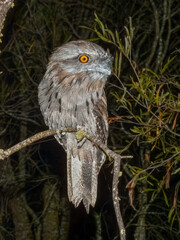 Tawny Frogmouth (Podargus strigoides) in Australia