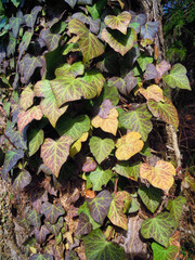 Efeu w&auml;chst am Baum