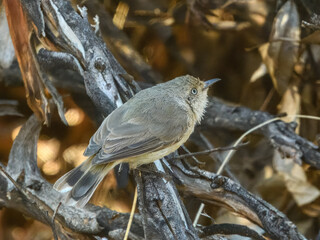 Western Thornbill (Acanthiza inornata) in Australia