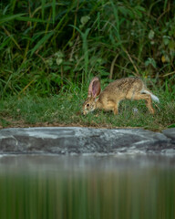 wild indian hare or black naped hare or Lepus nigricollis near waterhole in green grass in his natural habitat in winter season safari at ranthambore national park forest tiger reserve rajasthan india
