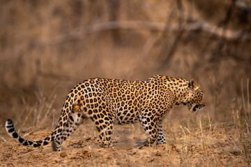 indian wild male leopard or panther or panthera pardus side profile on prowl walking in dry summer...