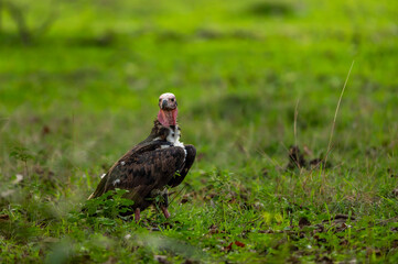 red headed vulture or sarcogyps calvus or Asian king or Indian black vulture with eye contact in natural scenic green background at Bandhavgarh National Park tiger Reserve safari Madhya pradesh india