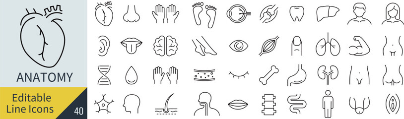 線の編集ができる解剖学に関するアイコンセット（アウトライン化していない）