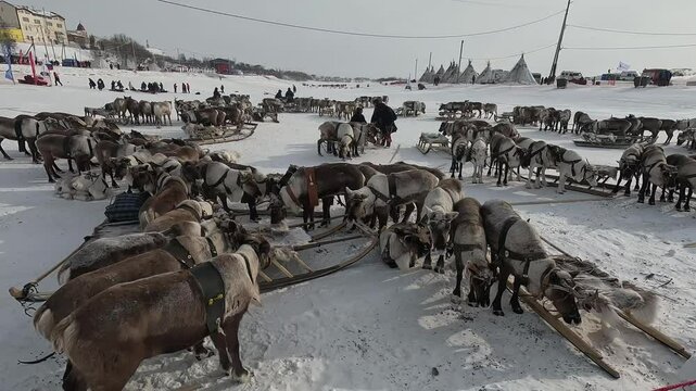 Salekhard, 23,03,24, northern city, Reindeer herder's Day, frost, city beyond the Arctic circle, reindeer in harness, competitions, Khanty, Mansi, small nations, traditions, animals, kayak, sleigh