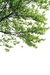 Obraz premium Lush green tree branch isolated on white background.