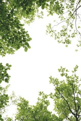Lush green leaves frame a bright white background, viewed from below.